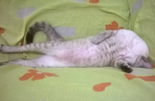 Sao Luis House | Homemade food and good neighborhood