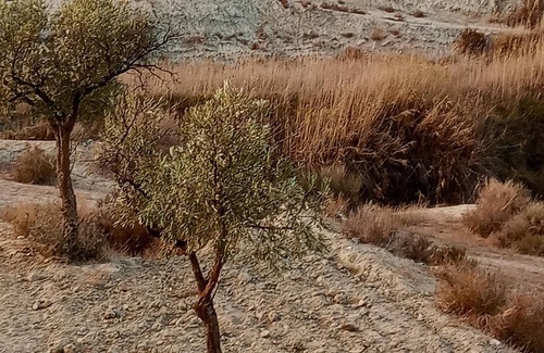 Pago Aguilar Bajo Apartment | Homerez - Appartement for 3 ppl. with swimming-pool and garden at Tabernas