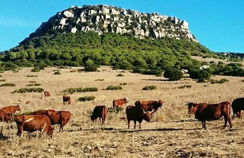 Bolonia House | Homerez - House 2 km away from the beach for 3 ppl. with garden at El Chaparral