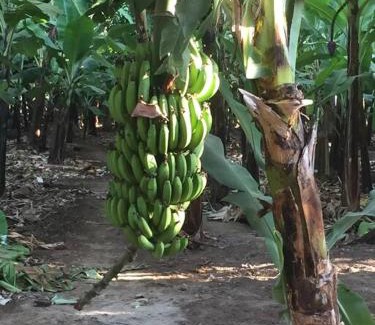 Mto wa Mbu Apartment | Hondo Hondo House