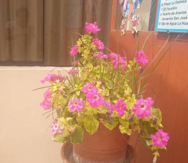 Camana House | Hospedaje Golden Inn