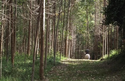 Palmeira House | Hotel Fazenda e Pousada Rancho da Guaiaca