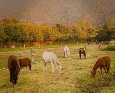 El Rosal House | Hotel - Finca Casa de Teja - Subachoque