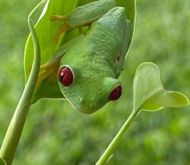 Cahuita Hotel | Hotel Los Cielos Del Caribe