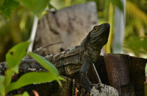 Barrio Los Villalobos Hotel | Hotel Pochote Grande