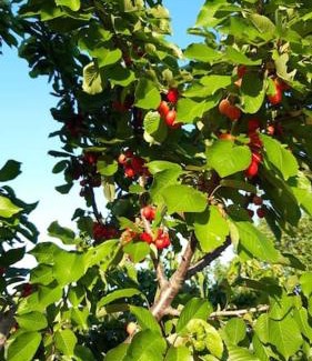 Trn House | House with the ecogarden at the end of the Village