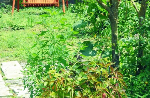 Yunotsucho Yunotsu Cottage | HSOM/Oda Shimane