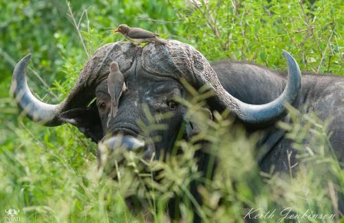 Thorny Bush Game Reserve Cabin | Inyati Game Lodge
