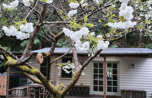 Walhalla Cottage | Jacomb's Cottage and Studio. Enjoy the Tranquillity. Walk to Town