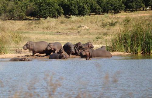 Maruleng House | JakkalsDraai River Bush Lodge