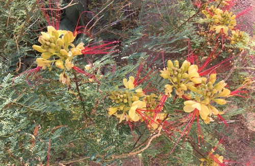 Joshua Tree Cabin | JT Vintage