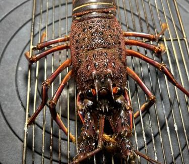 Minami House | Kanchantei The Tiny House