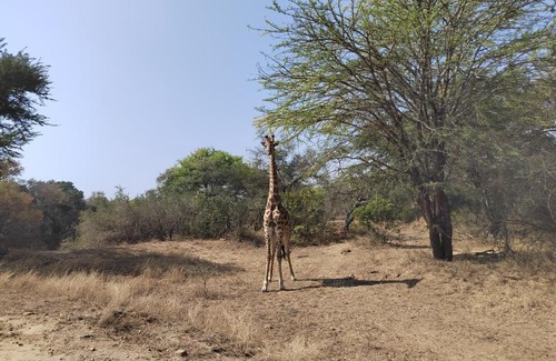 Thorny Bush Game Reserve Apartment | Klaserie River Chalets