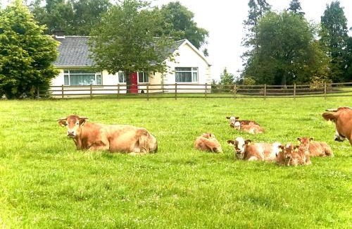 Craigavon Villa | Knocknagore Cottage