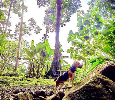 Jimenez Apartment | Kono Rainbow Finca paraíso