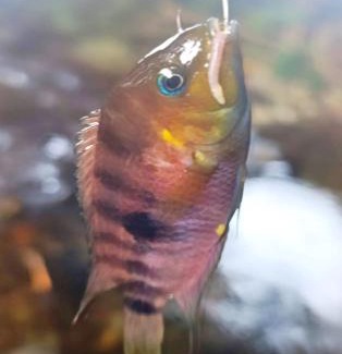 Jimenez Apartment | Kono Rainbow Finca paraíso