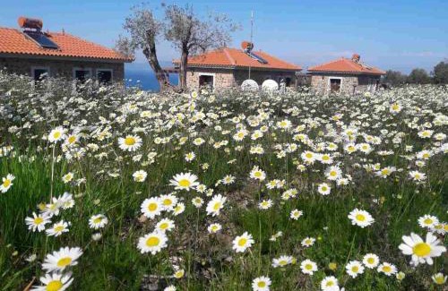 Skala Sykamineas House | Ktima Kiourelioti