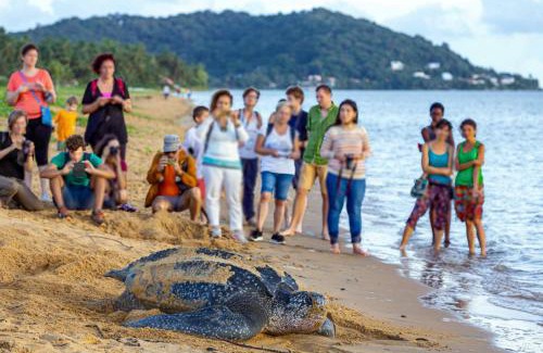 Remire Montjoly Apartment | La parenthèse - Piscine - Plage - Jardin