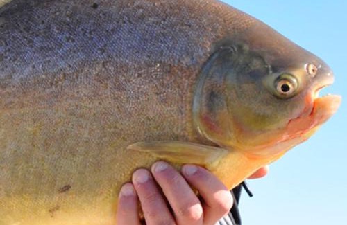 Los Helechos Other | Lagunas de la selva