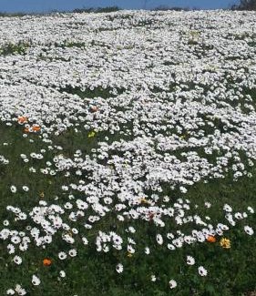 Paradise Beach Apartment | Langebaan Paradise Beach Self Catering 4 Elara