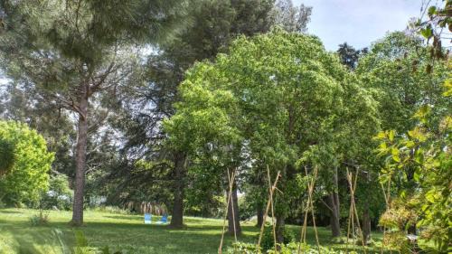 Latour-Bas-Elne House | Le tilleul du parc de la dame