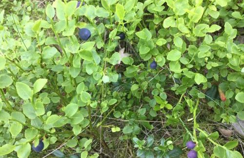 Varmdo House | Lillstuga Strömma