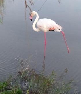 Lo Pagan Apartment | Lodosol