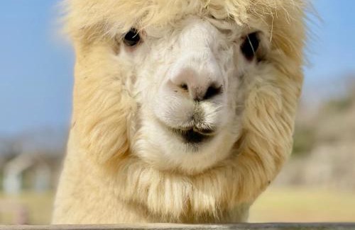 Aewol House | Log Park Dochidol Ranch