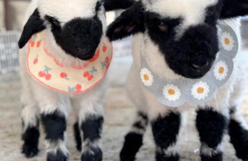 Aewol House | Log Park Dochidol Ranch