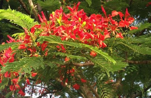 Guayacanes Apartment | Los Corozos Apartment J2 Guavaberry Golf & Country Club