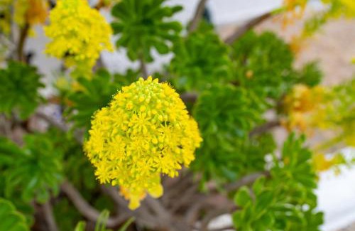 San Jose House | Los Genoveses 6