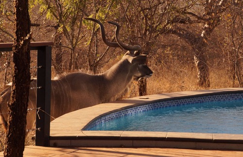 Marloth Park Villa | Luxe Afrikaanse bushvilla met verwarmd zwembad (grenst aan zuiden Krugerpark)