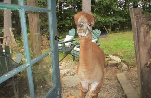 Conway Apartment | MAGICAL GETAWAY ON AN ALPACA FARM