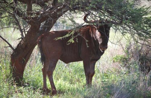 Bela-Bela Apartment | Makhato Bush Lodge 109