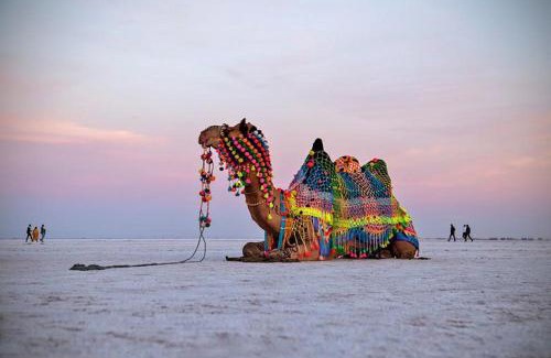 Jaisalmer Apartment | malik tour & travel jaisalmer