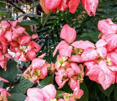 Camorim Hotel | Mansão Art Déco