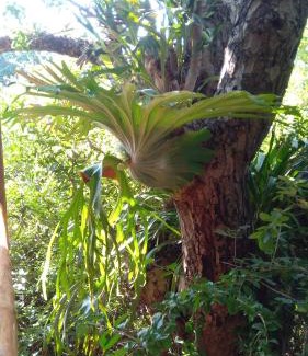 Kampersrus Villa | Marepe Flora Mountain View