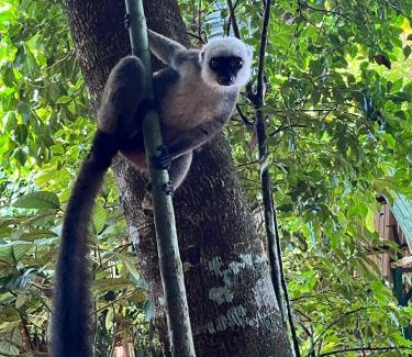 Sava Cabin | masoalabungalows