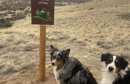 Dillon Cabin | Meadowlark Yurt in Dillon with WiFi