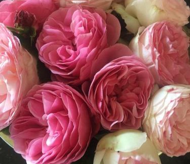 Niesgrau Bed & Breakfast | Mein-Ostseeplätzchen