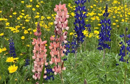 Beit HaShita House | Mikiway סוויטה פנורמית בגלבוע