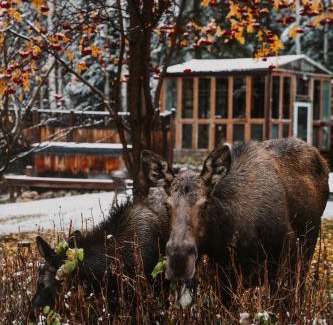 Fairbanks House | Moose Mountain Cabin- Cozy retreat with aurora views