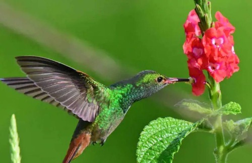 Carara House | Mountain Paradise with 9 Waterfalls & guest house