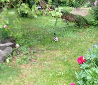 Innerstaden Bed & Breakfast | Mullbärsgårdens Bed and Breakfast