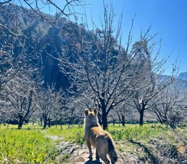 Manali House | Naggar Studio- 3BHK Homestay by Homeyhuts