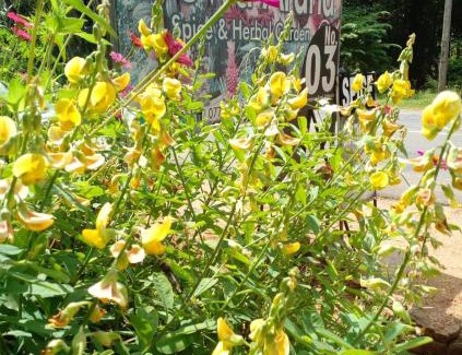 Moragaswewa House | Nethu Herbal Villa