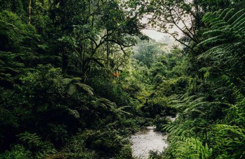Gisakura Cabin | One&Only Nyungwe House