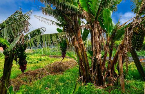 Sao Jorge House | Os Ferreirinhos, a Home in Madeira