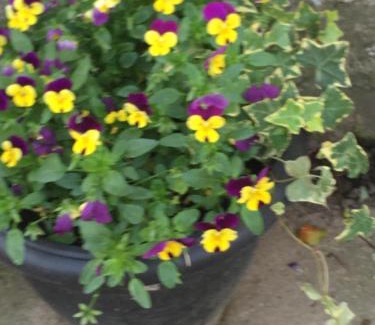 Easterside Bed & Breakfast | Oscar Park Farm