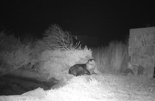 Pringle Bay Apartment | Otter Cottage in Pringle Bay